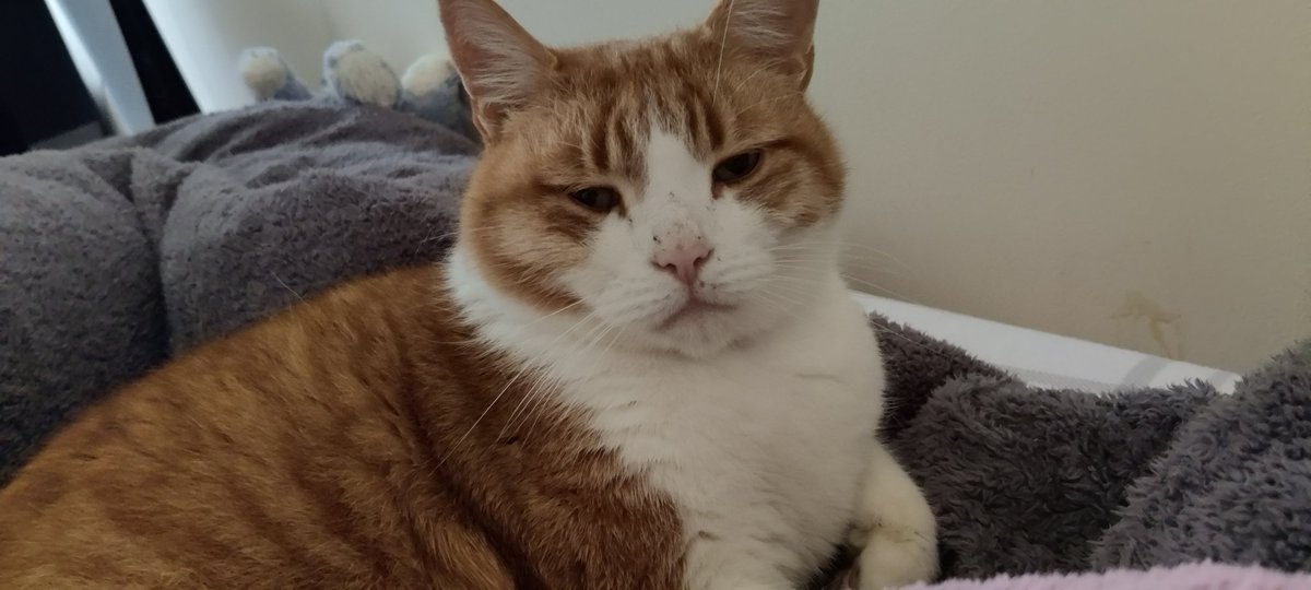 JustSarahB's tweet photo. @Ms5000Watts I feel like he'd make a perfect duo boss battle with this chonker. https://t.co/qiHubS0tQS