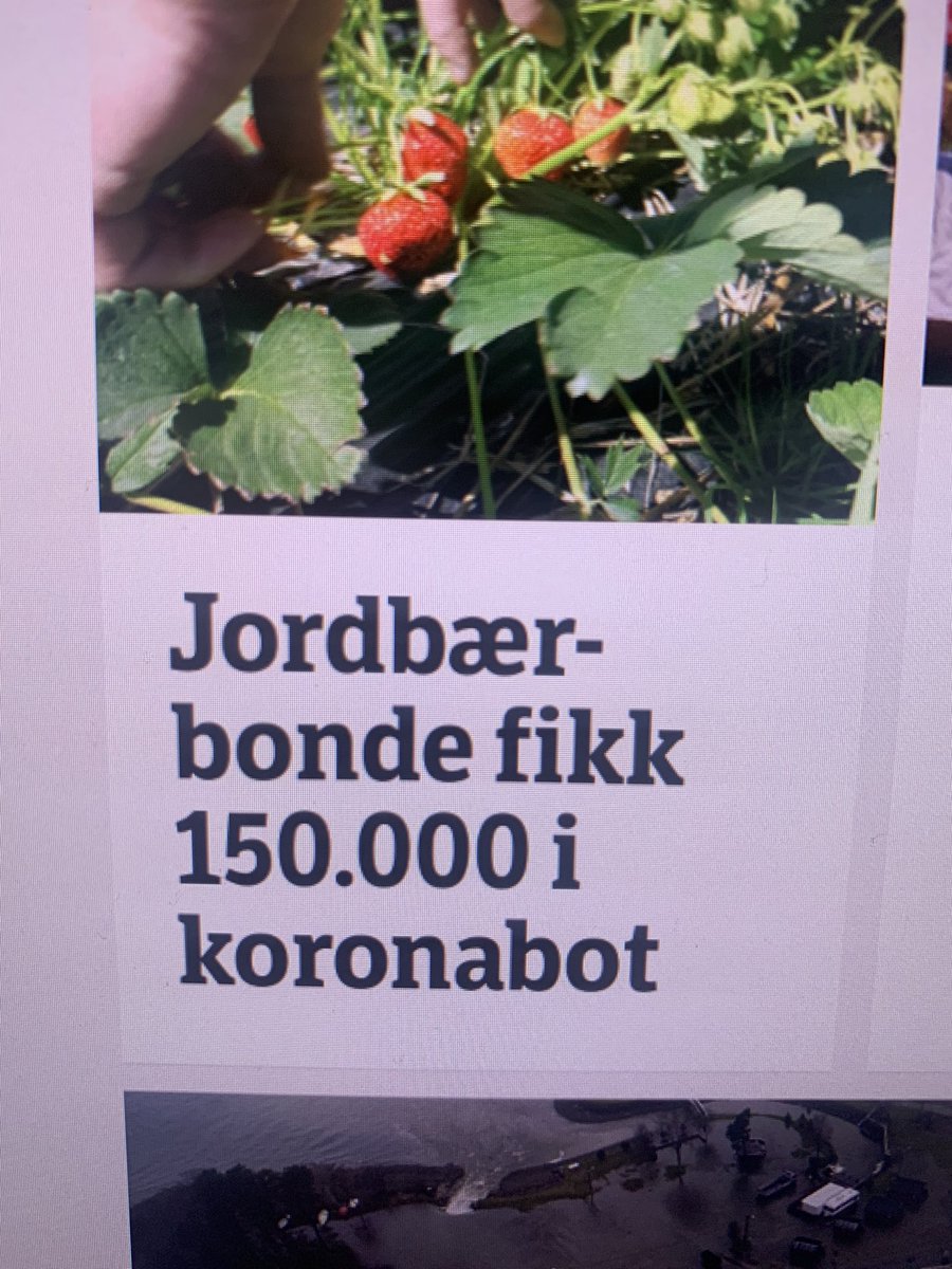 Lalahild's tweet photo. Jordbærbonde fikk koronabot... for å dyrke korona? 🍓🙃 @NRKno https://t.co/Ygbra306hN