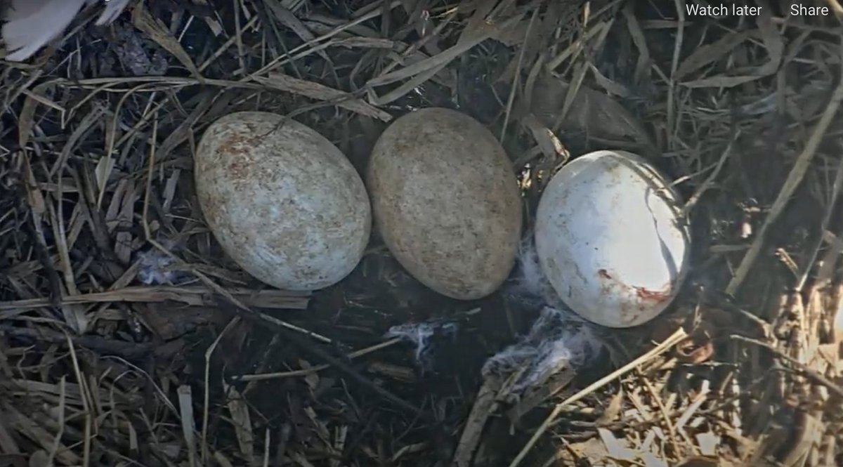 For the third year in a row, the @NDLEEF bald eagles have laid a third egg!
Catch a glimpse via the in-nest eagle cam located near @NotreDame in @SJCoParks to watch incubation live: https://t.co/XSUArvZrQx #NDEagleWatch https://t.co/kvYCq4CqpU