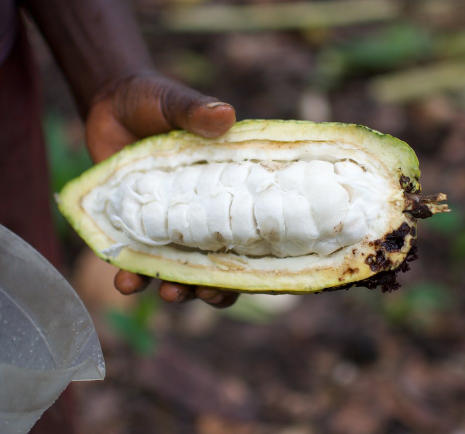 Latitude Trade Co. contracts with 1,002 organic certified farmers across the region, 504 of whom are female, and processes the cacao centrally in the village of Bumate, taking care to meticulously sort beans throughout fermentation and drying.