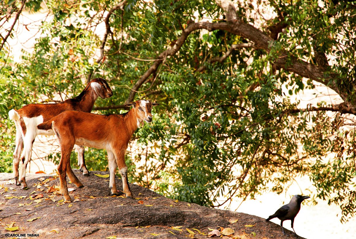 CarolineTabah's tweet image. Day 335: #movementforlight #PosingForTheCamera #ModelsForADay #goats #crow #southindia INVITATION:FOCUS ON THE LIGHT In this period of troubling times, each day, I will post a #photo I took which warms up my ❤️ or makes me 🙂! Join me by posting yours!
Tag: #movementforlight 🙏