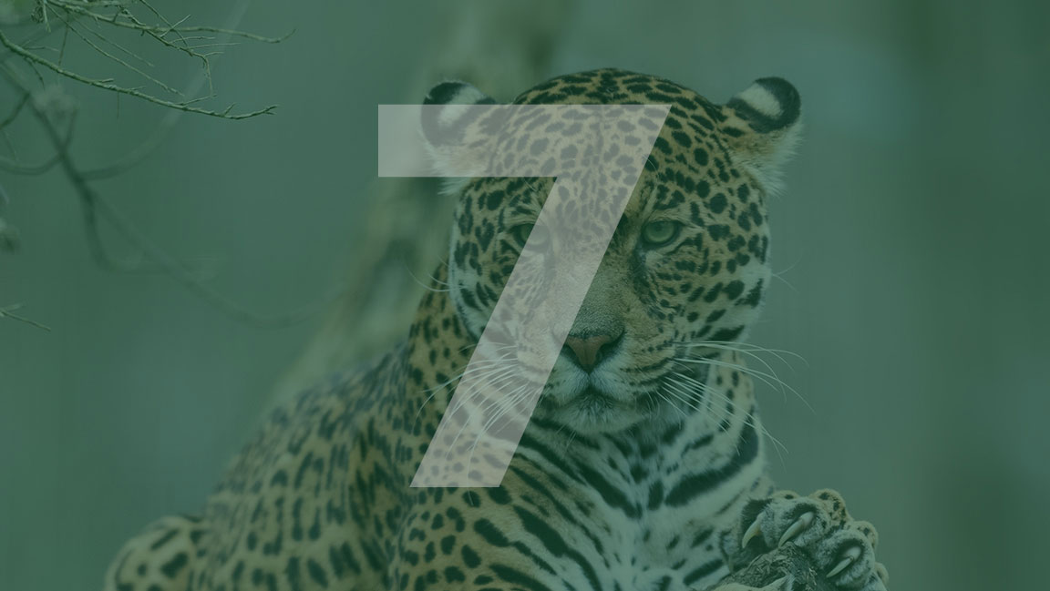 Sometimes called the “lungs of the planet,” Amazonia generates oxygen &amp; affects weather patterns worldwide. It's home to some of our most important natural resources. We collaborate with conservationists in the Peruvian Amazon so wildlife thrives and habitats remain intact.