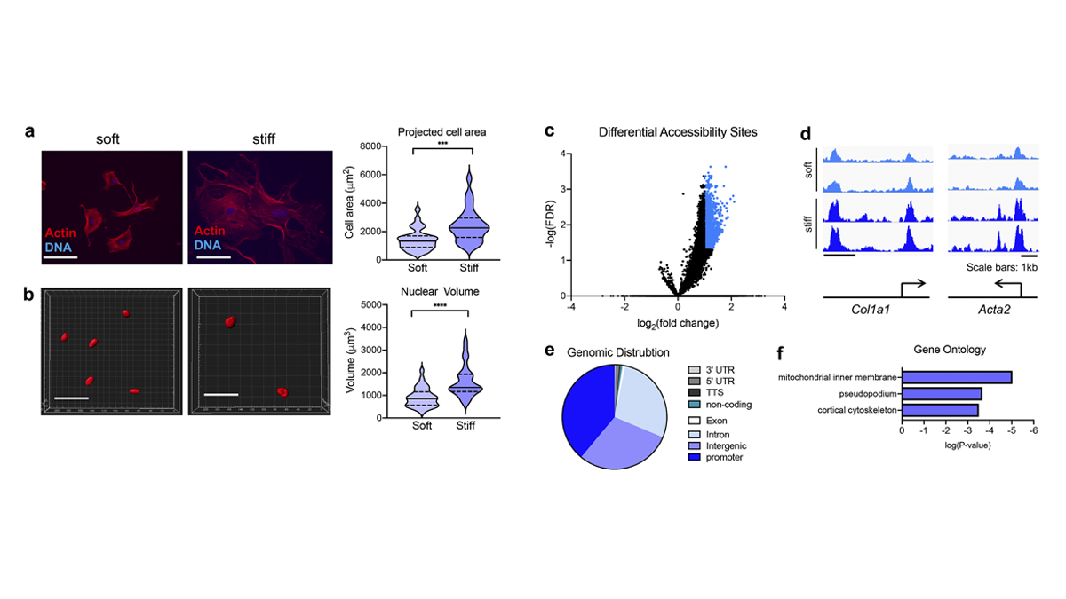 JCellBiol's tweet photo. In efforts to understand the role of epigenetic events in establishing mechanical memory, @dakota_jones2, @dtschump1 and colleagues identify a novel role of ZNF416 in mechano-activation of fibroblast gene programs and functions central to tissue fibrosis. https://t.co/RsQE5L76uP https://t.co/z0CEhu5yPB