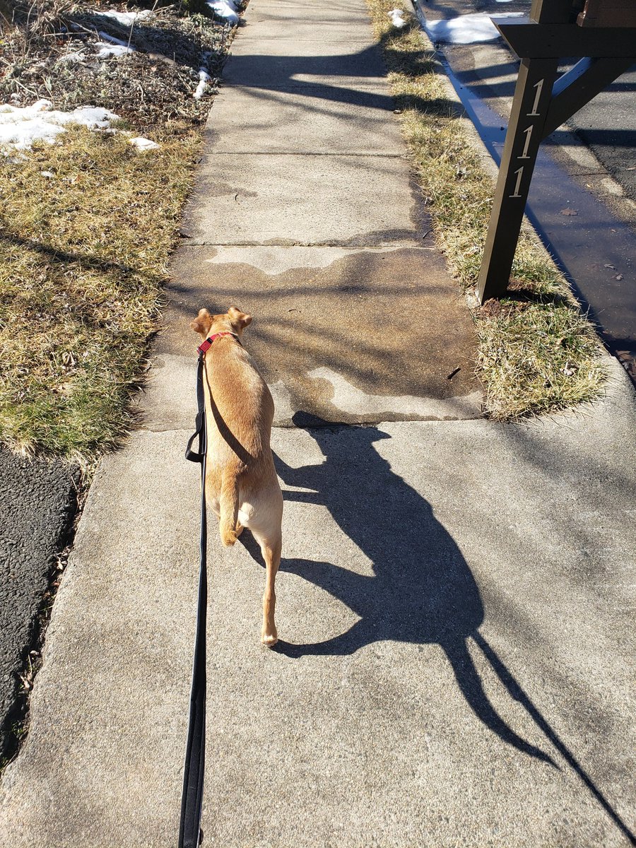 MrsMonkelien's tweet photo. Zuma and I made it out for a walk during lunch and recess. He is loving the warmer weather! ☀️ https://t.co/CIuwGhNVAO