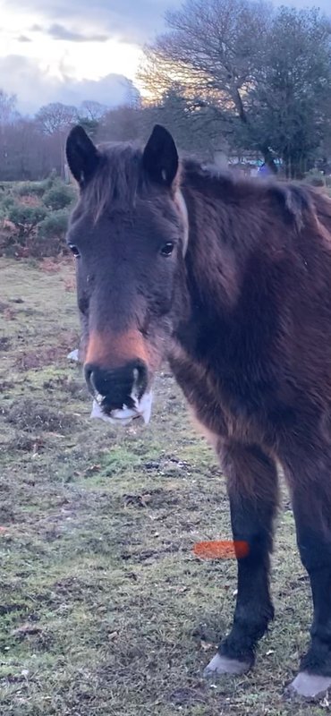 A New Forest Pony found chocking after being fed carrots by the side of a road in the New Forest was caught taken to her owners holding &amp; received veterinary care 🐴 however she could not be saved &amp; was put to sleep 😢 please #keepyourdistance &amp; follow the #NewForestCode🙏