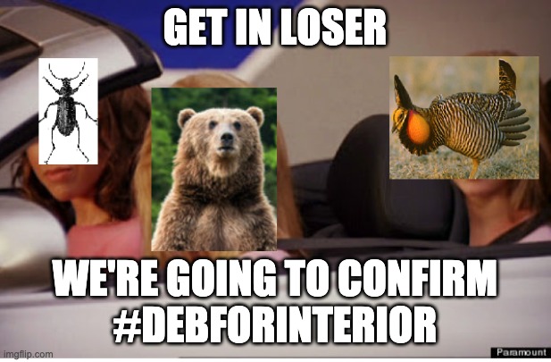 Bears4Deb's tweet photo. Hop in prairie chickens, we're going to confirm #DebForInterior!! #BearsForDeb #BeetlesForDeb #PrairieChickensForDeb https://t.co/IfiRfNytOP