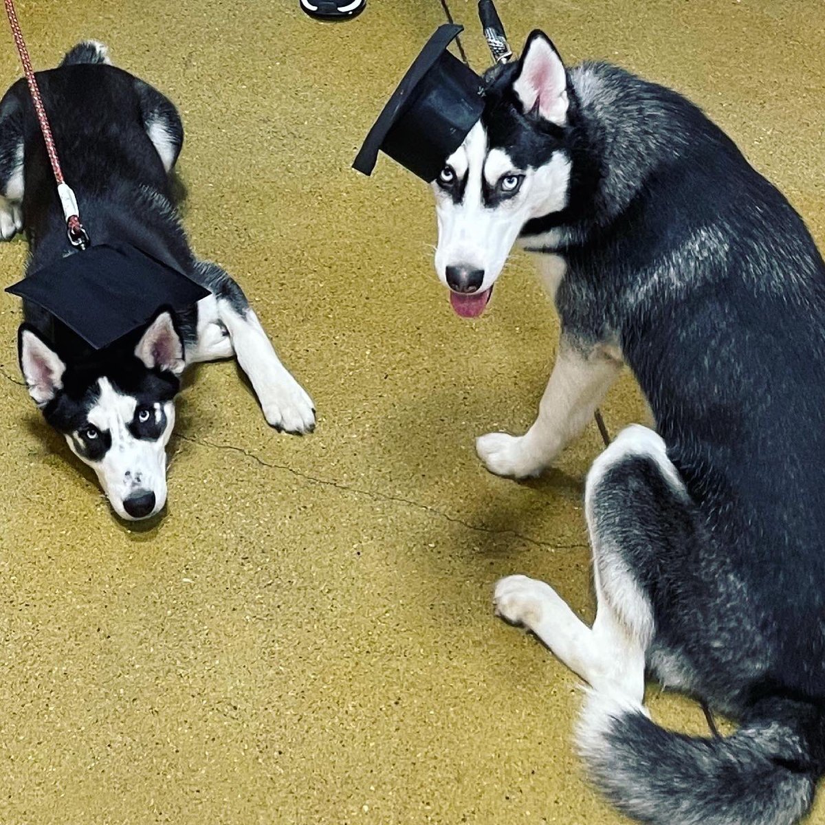 PetSmart2384's tweet photo. Happy New graduates from training class @PetSmart2384 in #AshlandKY. They were all smiles 🐾❤️ #petsmarttraining #k9training #petsmart #petsmartroanoke https://t.co/WRqimPih3D