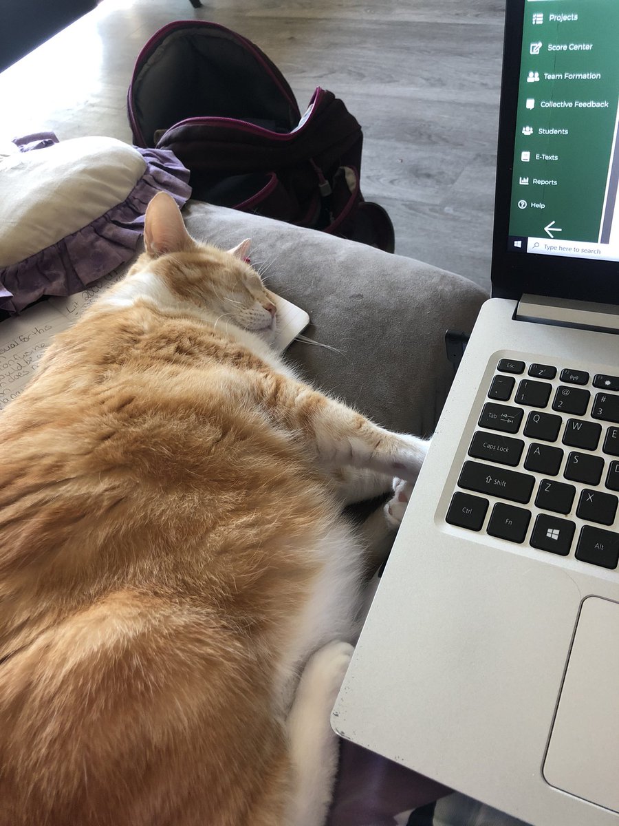 DrRickettsJones's tweet photo. My work from home buddy! https://t.co/H7VFZutT5h