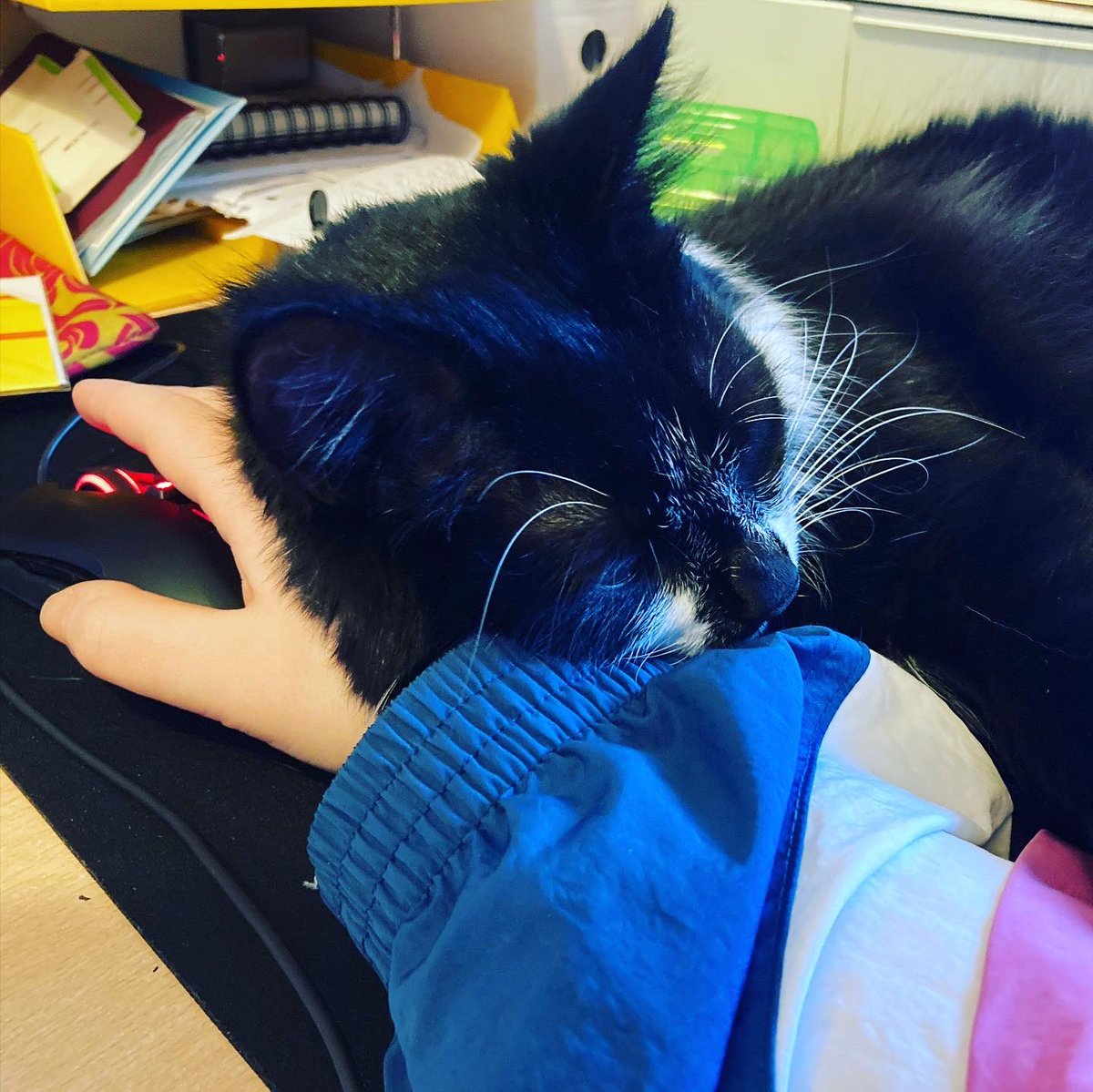 OBluffs's tweet photo. Super cute. Super unhelpful.
#editing #audioediting #operacat #podcast #PodCat https://t.co/vdwABjlNwZ