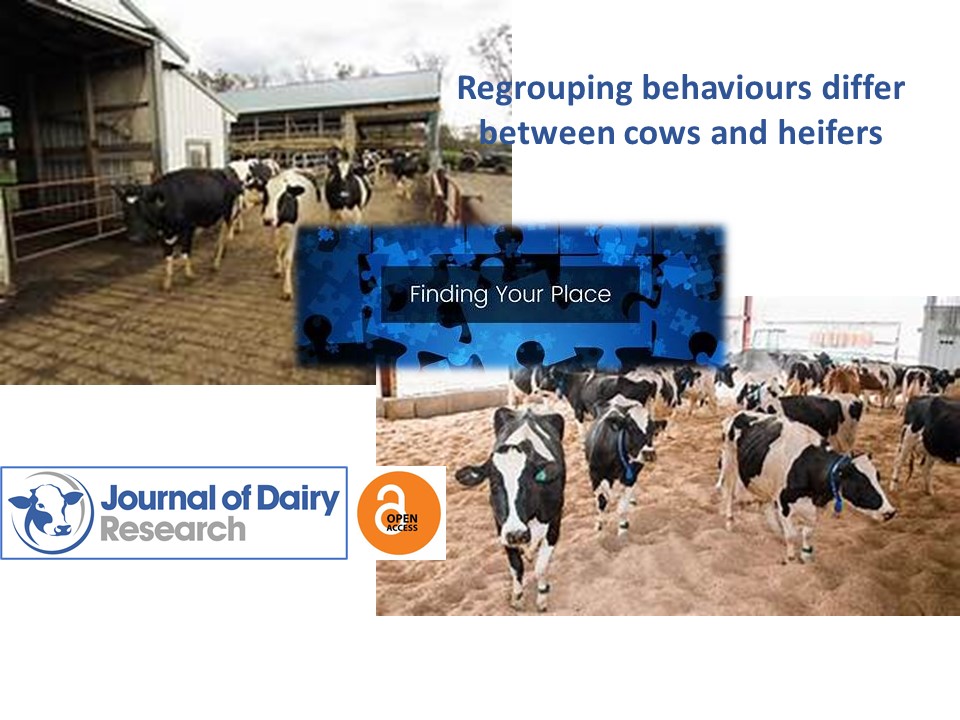 OurJDR's tweet photo. More Open Access content from #jdairyres Maria Soonberg and colleagues focus on regrouping behaviours in cows and heifers https://t.co/U4CQx6yF9Z https://t.co/pCo73I7kJ8