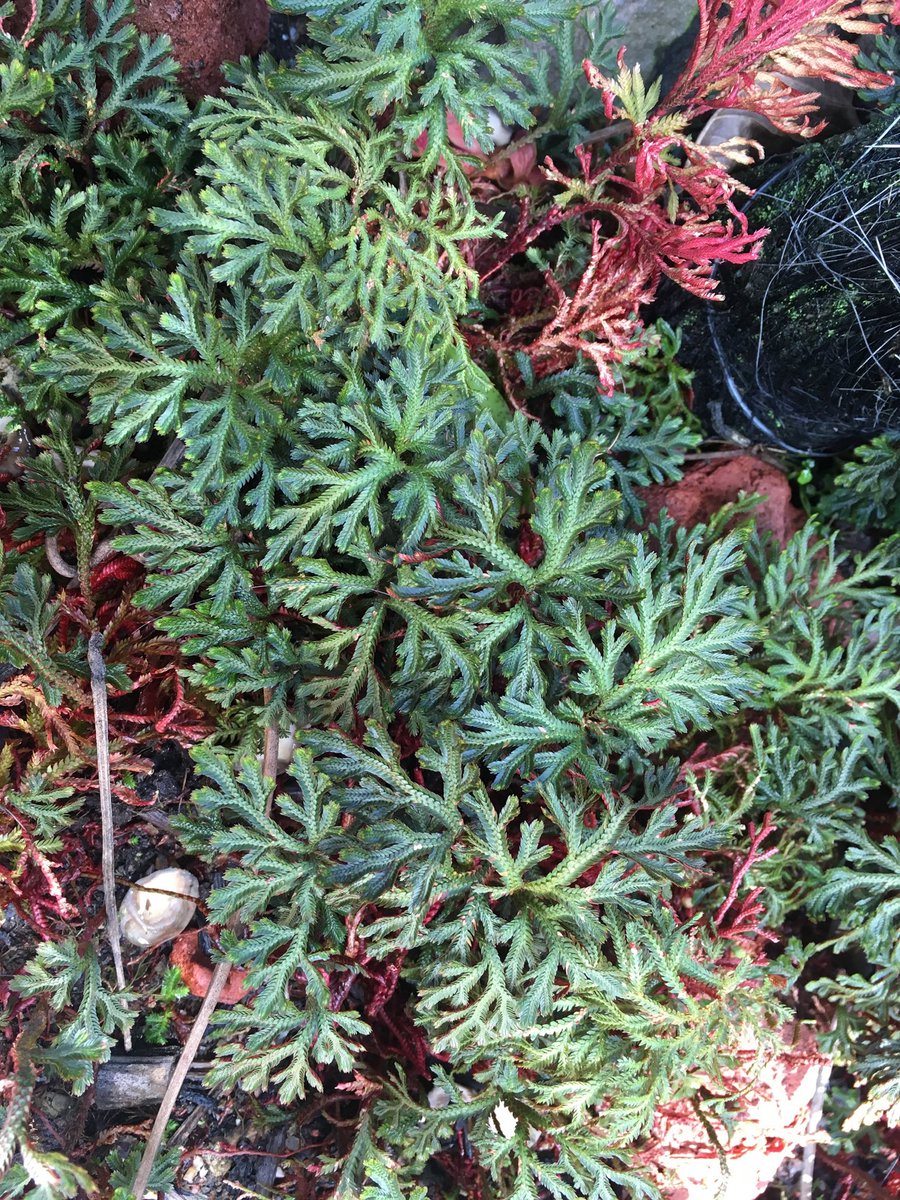 Philip Carella (@phil_carella) on Twitter photo <a href="/JohnInnesCentre/">John Innes Centre</a> Interested in #EvoMPMI? A post doc position exploring plant-pathogen interactions across phylogenetically-distant land plants is now available in my group <a href="/JohnInnesCentre/">John Innes Centre</a>. Closes March 24th! Contact and apply 🤓 <a href="/JohnInnesCentre/">John Innes Centre</a> Interested in #EvoMPMI? A post doc position exploring plant-pathogen interactions across phylogenetically-distant land plants is now available in my group <a href="/JohnInnesCentre/">John Innes Centre</a>. Closes March 24th! Contact and apply 🤓