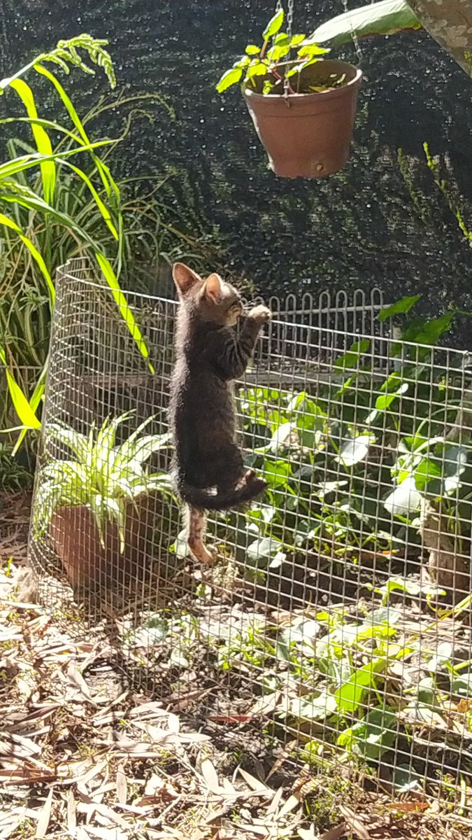 avichueIa's tweet photo. adopté un gato y me salió barra brava https://t.co/lYwGgurp5C