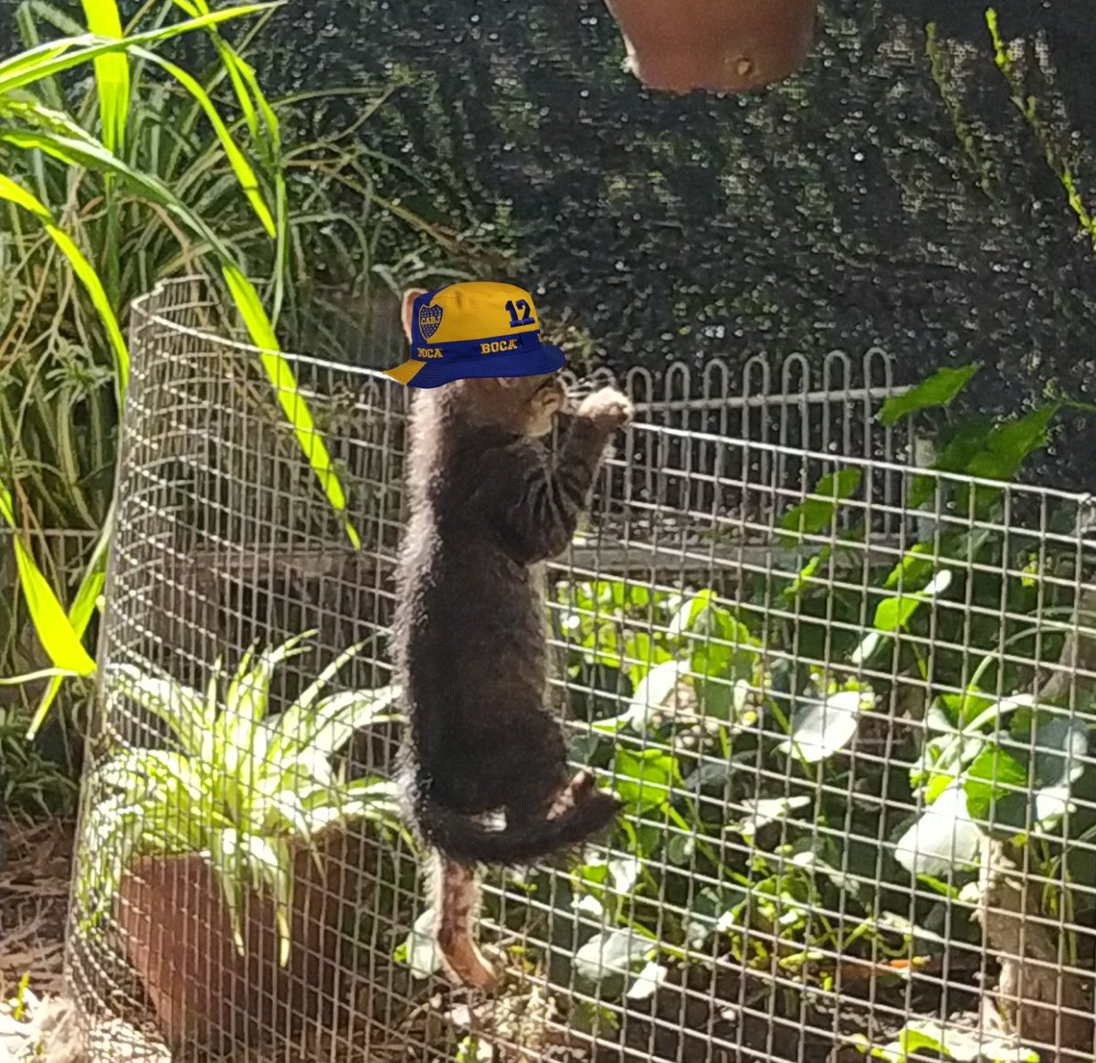 avichueIa's tweet photo. adopté un gato y me salió barra brava https://t.co/lYwGgurp5C