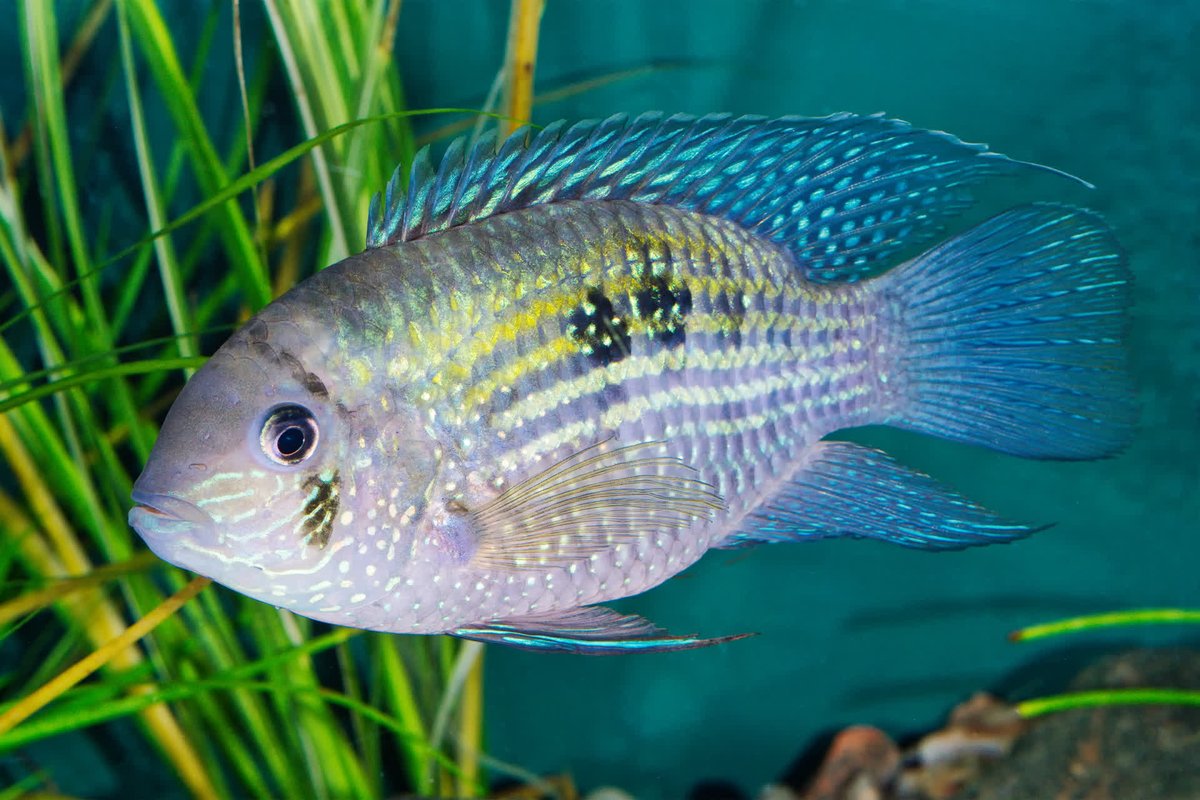 ReforestreeInc's tweet photo. The Blue Acara is a fish that can be found in freshwater. The scientific name is a indicative to its looks; pulcher meaning "beautiful" in Latin. The body color vary from location to location but can be found in browns, blues and backs.
#Reforestree #BlueAcara https://t.co/2d2cTDA82U