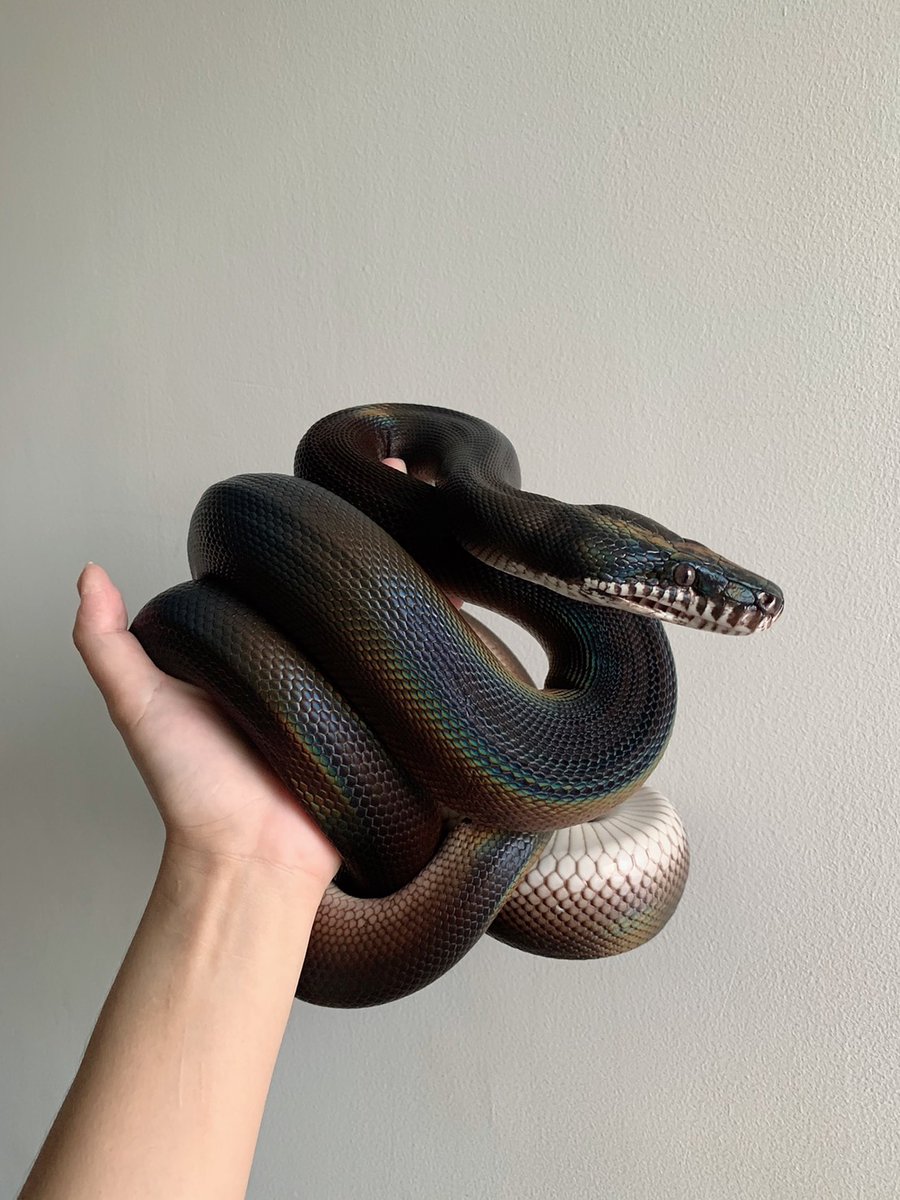 PangPond_05's tweet photo. The future I wish to be a breeder.🐍
#Ballpython #snake #งู #mystyle #reptiles #python #mypet #Exotic #cute #animallovers #animal https://t.co/DbnN3jzxrs