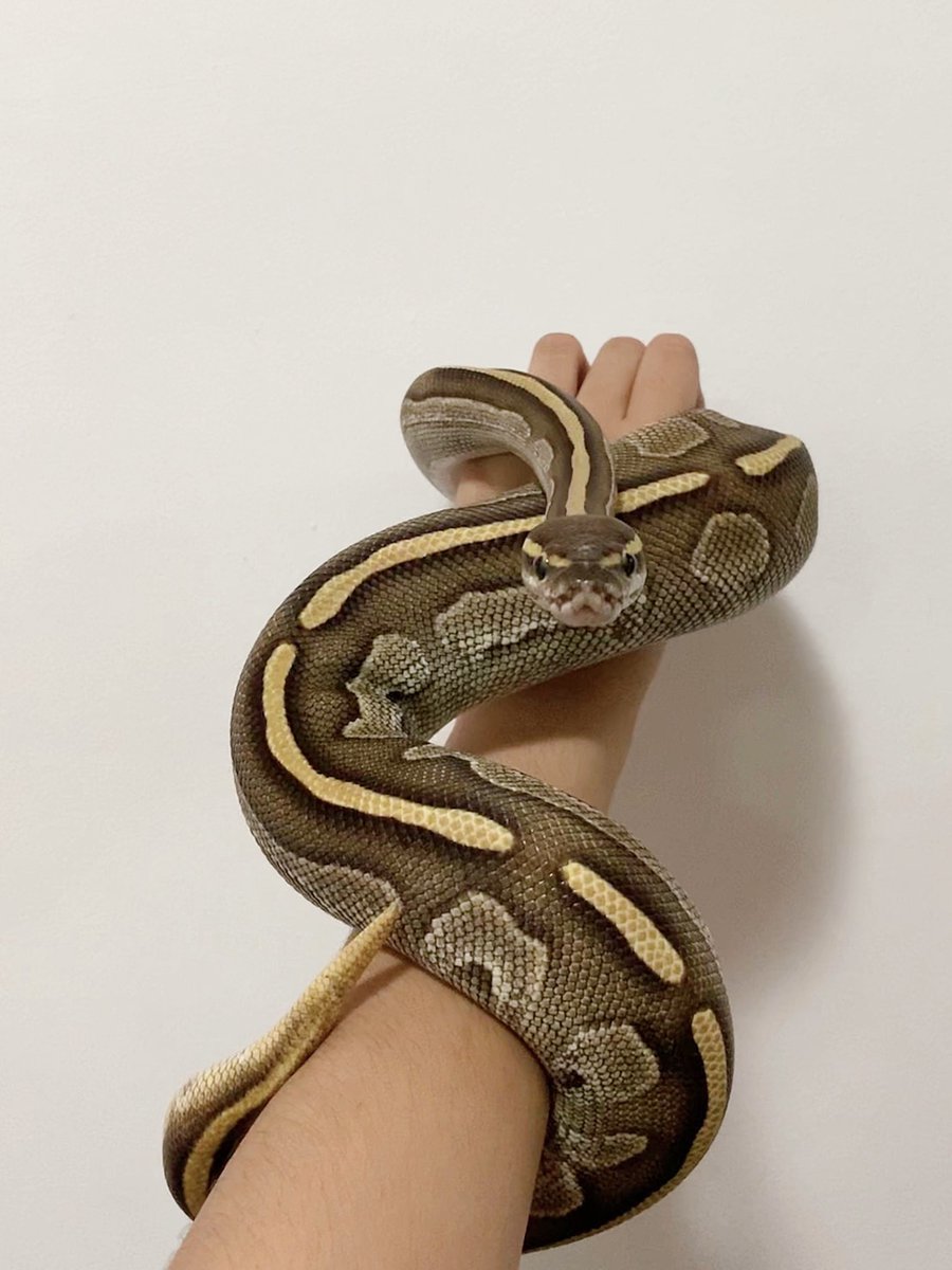 PangPond_05's tweet photo. The future I wish to be a breeder.🐍
#Ballpython #snake #งู #mystyle #reptiles #python #mypet #Exotic #cute #animallovers #animal https://t.co/DbnN3jzxrs