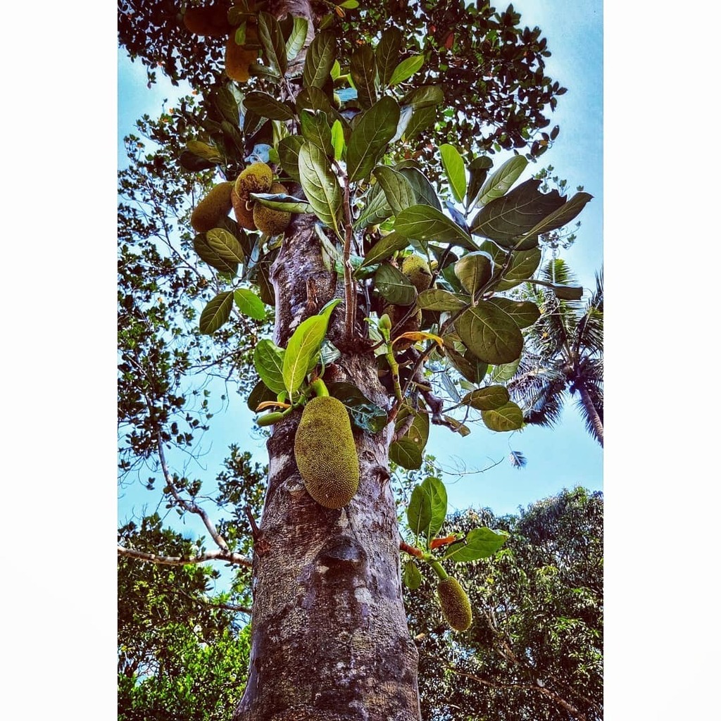 alpiboylla's tweet photo. There are two kinds of people I have met:
1. Who Love Jackfruit
2. Who Hate Jackfruit
Lovers are more in number - and they are crazy about this fruit.
Which one are you?
#keralatourism #keraladiaries #jacktree #jackfruit #nature #fr… https://t.co/ytmM6TKsKo https://t.co/lyGfmWi4J9