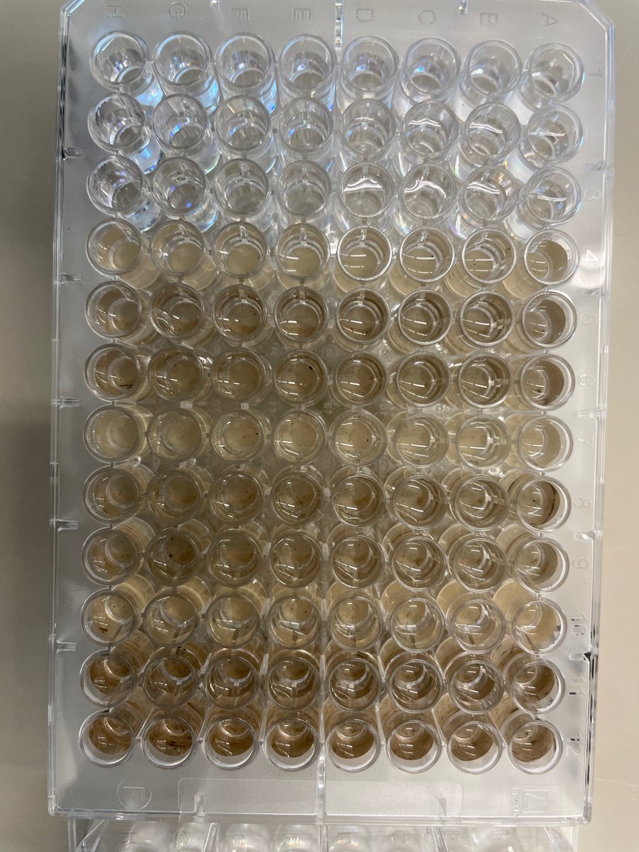 UNCG_EcoConserv's tweet photo. Sarah is cruising through soil samples to study effects of drought and grazing intensity! She's looking at the enzymes that microbes pump into the soil to break down plant matter and animal waste. We'll let you know what we learn!

#Droughtontherange 
#RanchingUnderDrought https://t.co/Up9BxA2ZCM