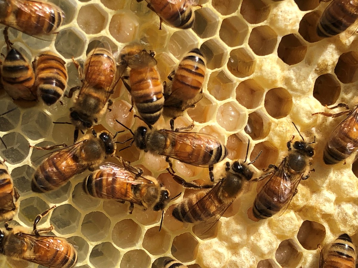 mannlake's tweet photo. We provide quality #livebees that can help you jumpstart your #hive or #colony. Pre-order yours for Spring: https://t.co/rGITe0jZxU
Thank you Leo A. for this photo! https://t.co/pNebTdXngm