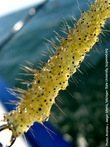 TUCanada1's tweet photo. Small size, big impact! Spiny and Fishhook Waterfleas are invasive throughout Ontario, and parts of Manitoba. They compete with both native zooplankton and plankton-eating fish, cause drastic declines in native zooplankton populations, and clog up fishing equipment. #InvSpWk https://t.co/WUZqGccuZ7
