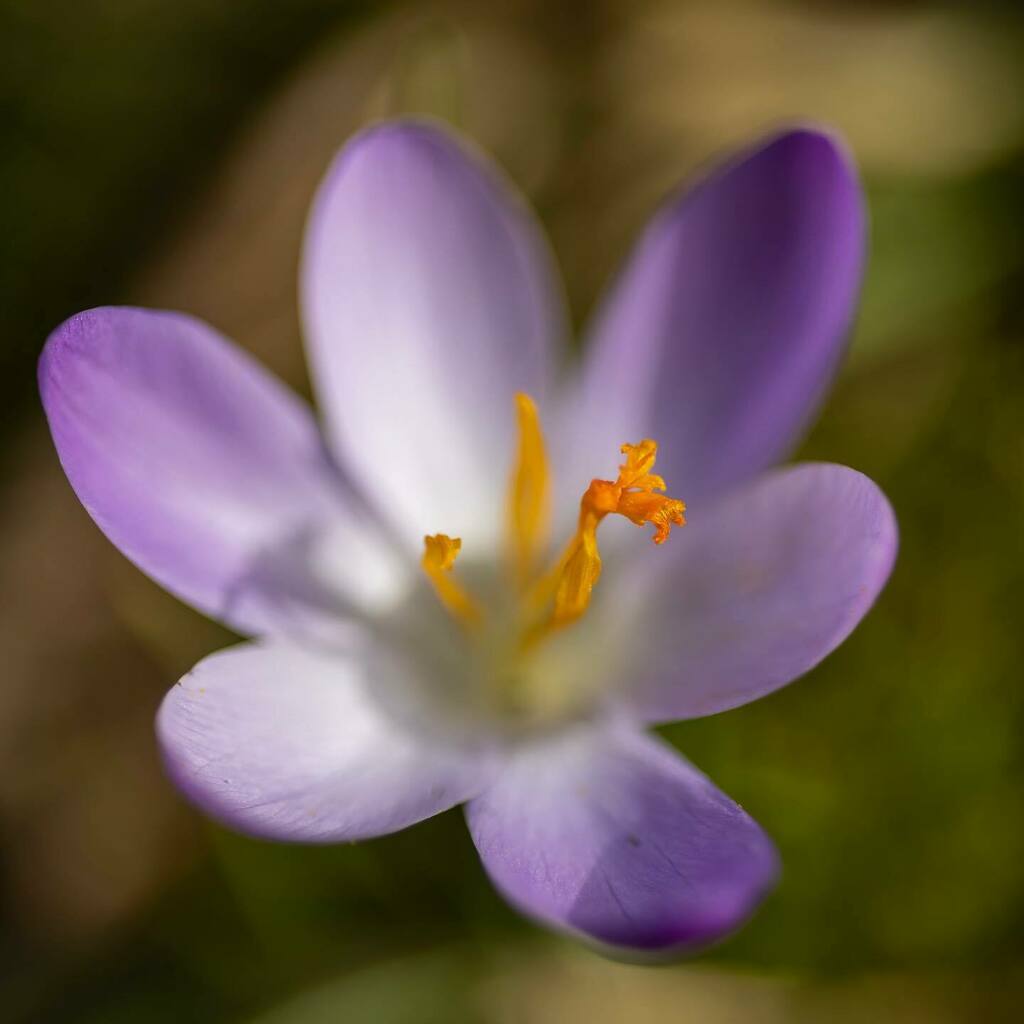 cavewalker's tweet image. #spring #krokus #canonr5 #canoneosr5 #canonrf80f2 instagr.am/p/CLru1NlF5ks/