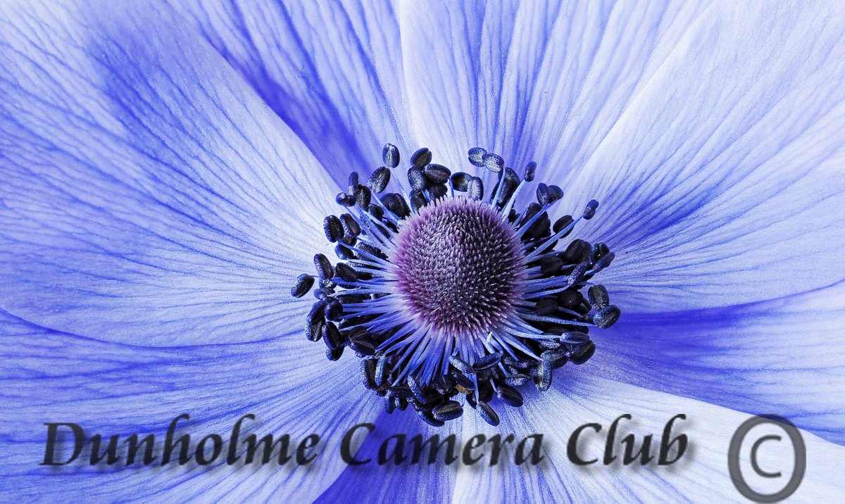 The club has begun our 2021 Photographer Of The Year Competition. The 1st round was an open category.  In our Colour round this photo titled 'Blue Anemone' by Stephen Howell scored 18 out of 20. Well done Stephen. #Flower #Garden #Macro #Petal #Camera #Club #Horticulture
