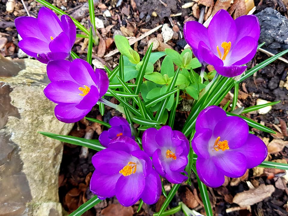 Canterbury Rotary tweet media