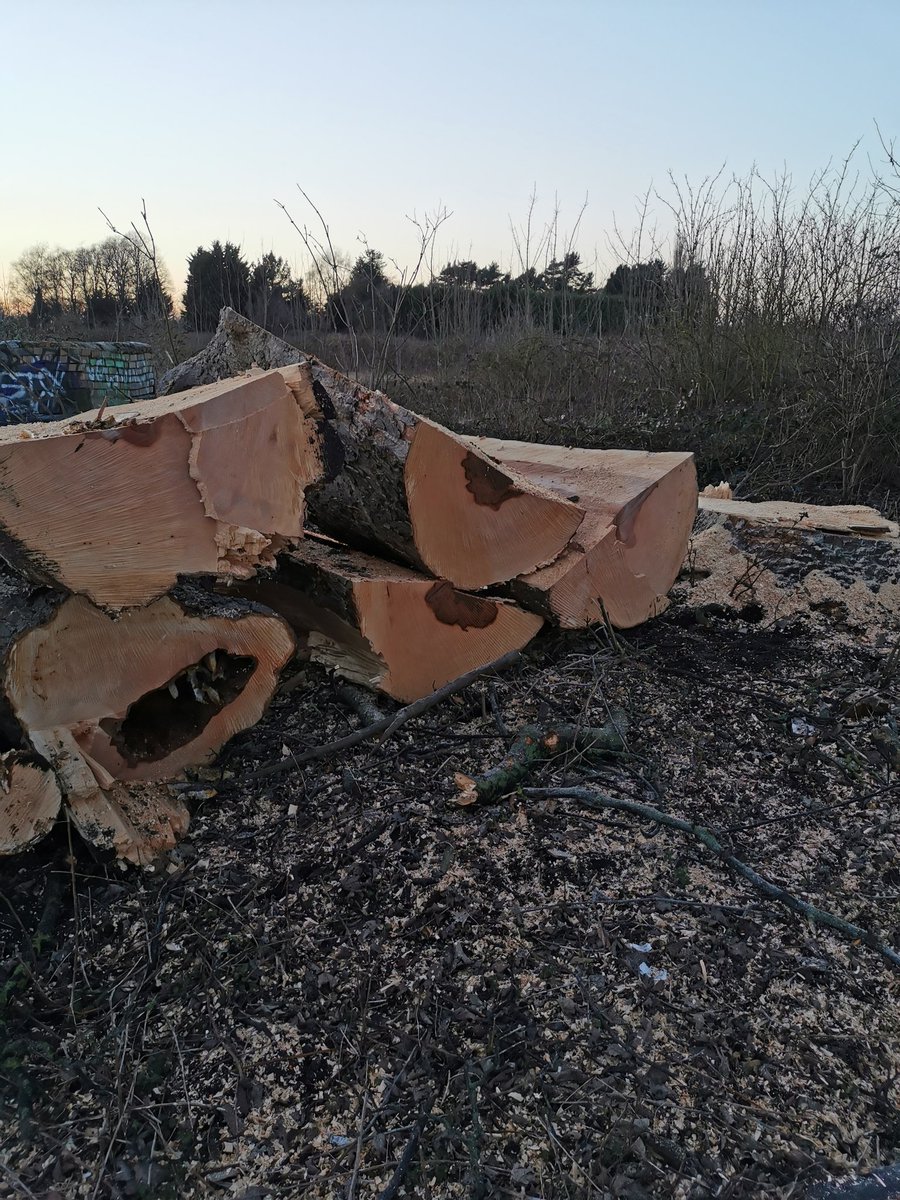 Not happy to see they cut down ancient trees which were meant to be preserved on the plans #incompetent or intentional? <a href="/JuneTranmer/">JuneTranmer</a> <a href="/CityofYork/">City of York Council</a> <a href="/MillerHomesUK/">Miller Homes</a> goo.gl/maps/Aki6jQ8QZ…