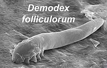 MrDuwiol's tweet photo. Another uncomfortable fact you didn't need to know: There are probably Eyelash mites (Demodex folliculorum) having sex on your face right now... You're welcome. https://t.co/2thK7jb6Bg
