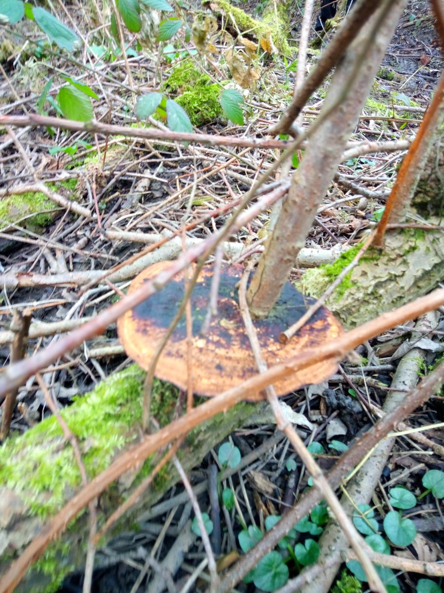 EarthEngaged's tweet photo. Had a lovely afternoon @hall_holme for #screenfreewednesday! Loads of mud playing, tree climbing, sapling nurturing, den building, swinging and hammocking! So exciting to see the flora awakening for spring too! https://t.co/jre18GnEGL