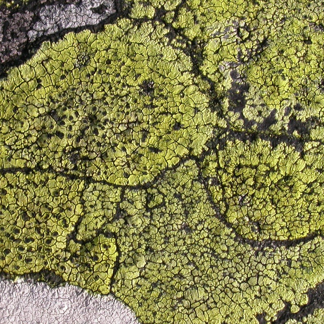 Science O3 tweet media