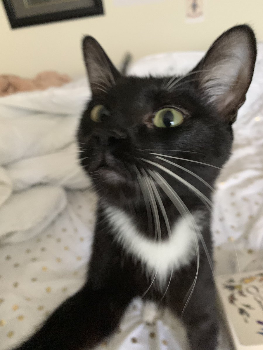 snugglyharvey's tweet photo. p of V .,, yuo jost Came Home .,, adn ime Greet yuo withe an Kisse . ! https://t.co/xAoIduBl3b