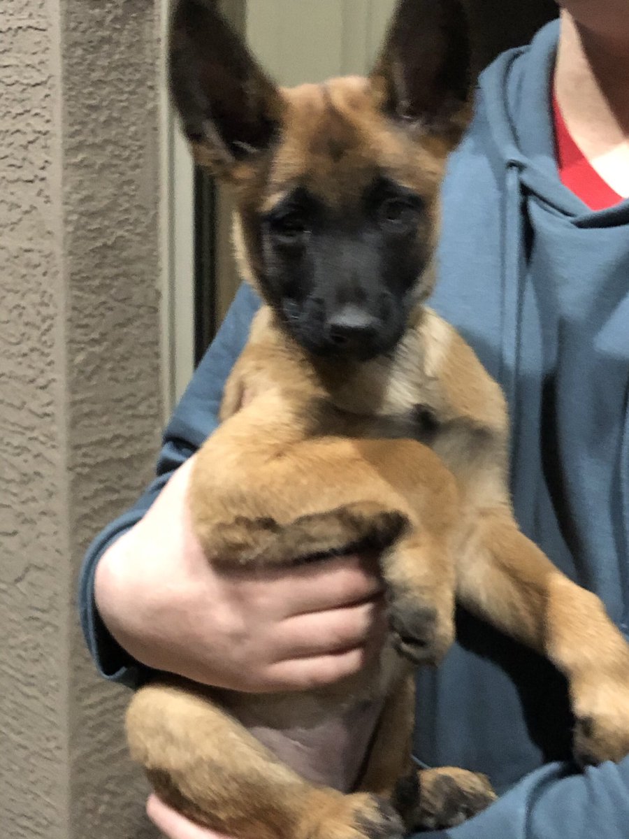 rfeigin's tweet photo. @habdevoogd The Malinois is a great dog! They NEED to work and stay active. We have friends with an adult and a puppy that recently came for a visit! https://t.co/urrkhDzccT