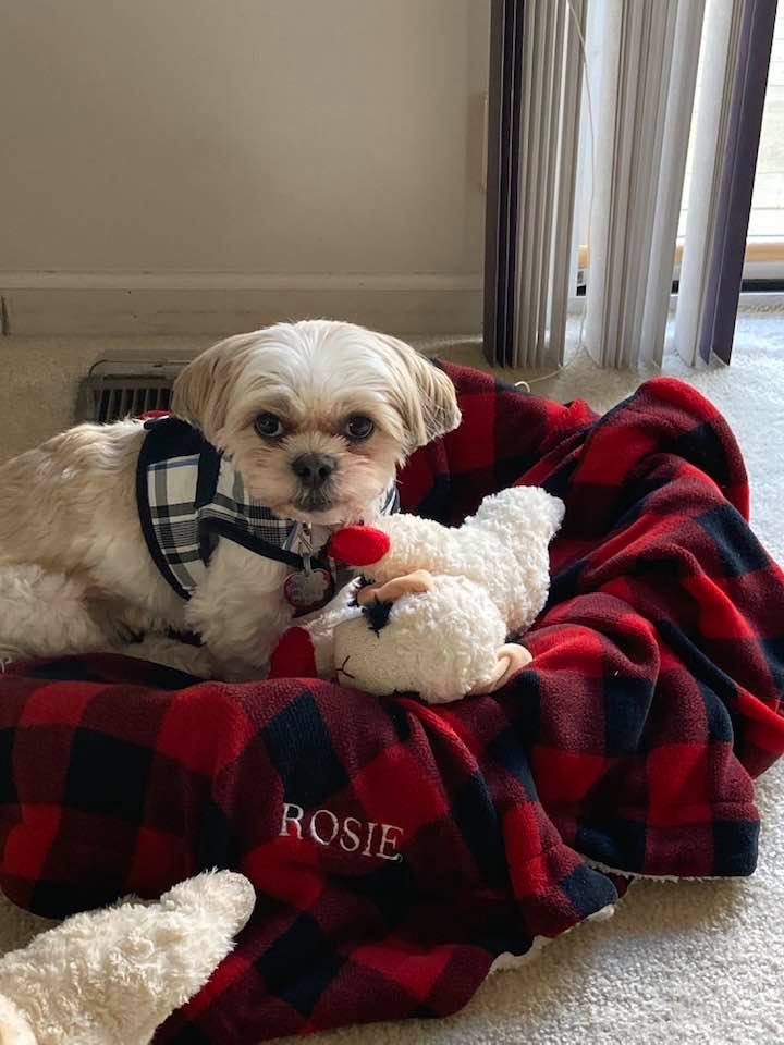 resqpups's tweet photo. Happy Lamby Wammy Wednesday from Teddy. Teddy is requesting more Lambies.
#adoptdontshop #STFBR #shihtzuandfurbabyrescue #rescuedogsrock #furbabies #lampchop #dogtoys https://t.co/VqsUVXqaDY