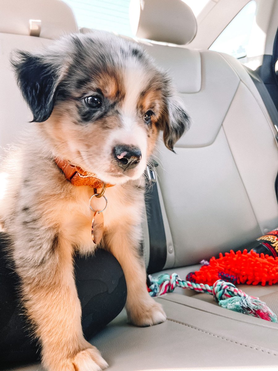 hollytrichelll's tweet photo. Hi this is dwight and of course i named him after dwight yoakam🐶🤎🤍 https://t.co/ASy9CkwEiQ