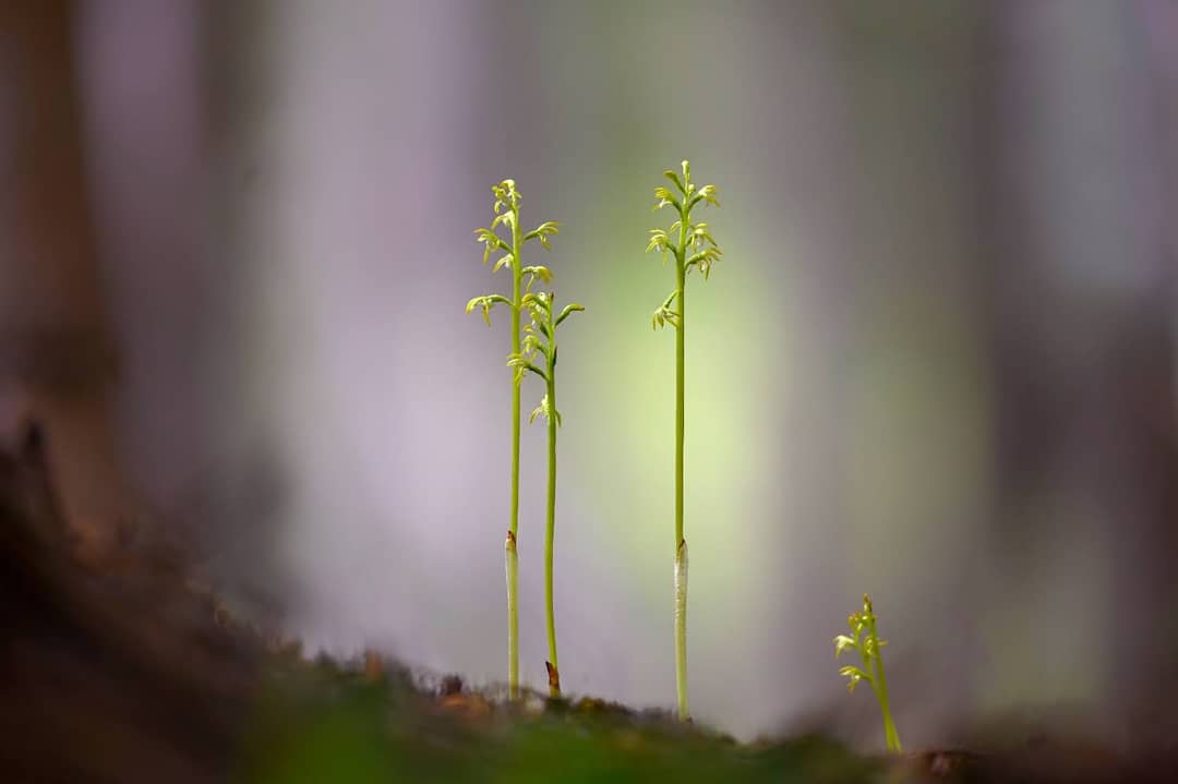 scatscjanalots's tweet photo. Questa piccola orchidea, la Corallorhizza Trifida, si nasconde nel sottobosco e la si può trovare in Alta Val Pesarina (Forcella Lavardet). Foto di Gigi Gallone.

#scatscjanalots

#valpesarina #fvg #nature #flower #macro #macrophotography #green #biodiversity #nikon #fvglive https://t.co/ANjXDKUj84