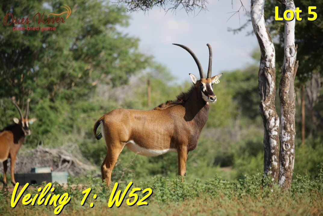 DriesVisserGame's tweet photo. Sou Dries Visser vroulike diere by roan, sable en buffels, wat nie reeds gekalf het by die laai van hulle, nie dragtig wees nie, sal die koper die reg hê om die transaksie te kanselleer of die dier te los tot sy wel dragtig is.
#driesvisserpurebred #nuwegenerasie #veiling https://t.co/KMVvOHKP92