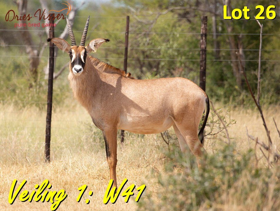 DriesVisserGame's tweet photo. Sou Dries Visser vroulike diere by roan, sable en buffels, wat nie reeds gekalf het by die laai van hulle, nie dragtig wees nie, sal die koper die reg hê om die transaksie te kanselleer of die dier te los tot sy wel dragtig is.
#driesvisserpurebred #nuwegenerasie #veiling https://t.co/KMVvOHKP92