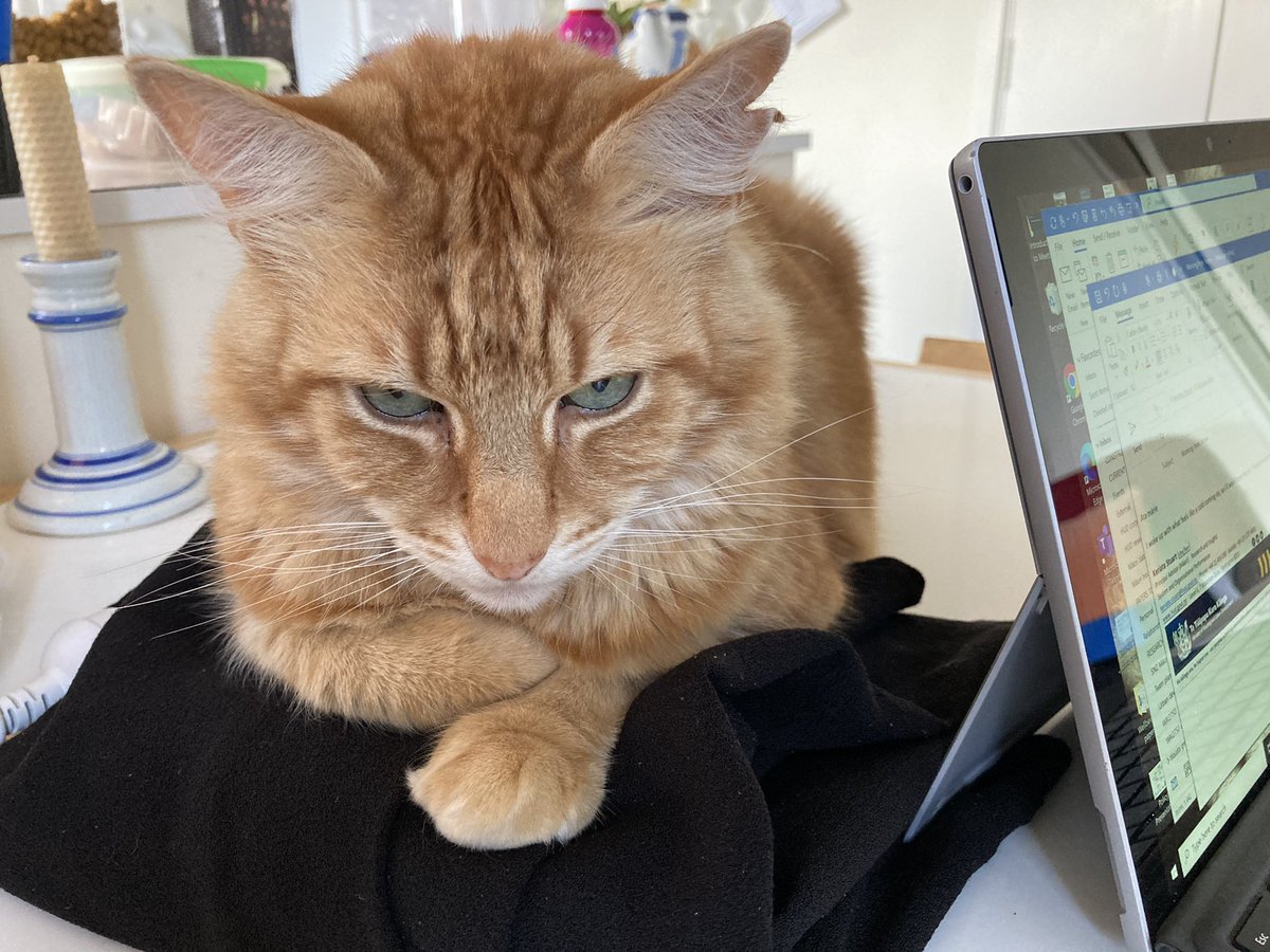 FelineGourmet's tweet photo. Mum wants to wear this skirt to work.
#GeniusGourmet thinks - if I refuse to move, she'll just have to work from home!!
Is this a #CunningCatPlan or what, #catsoftwitter?
#Fursday #FierceFace https://t.co/vmZp0rVIKA