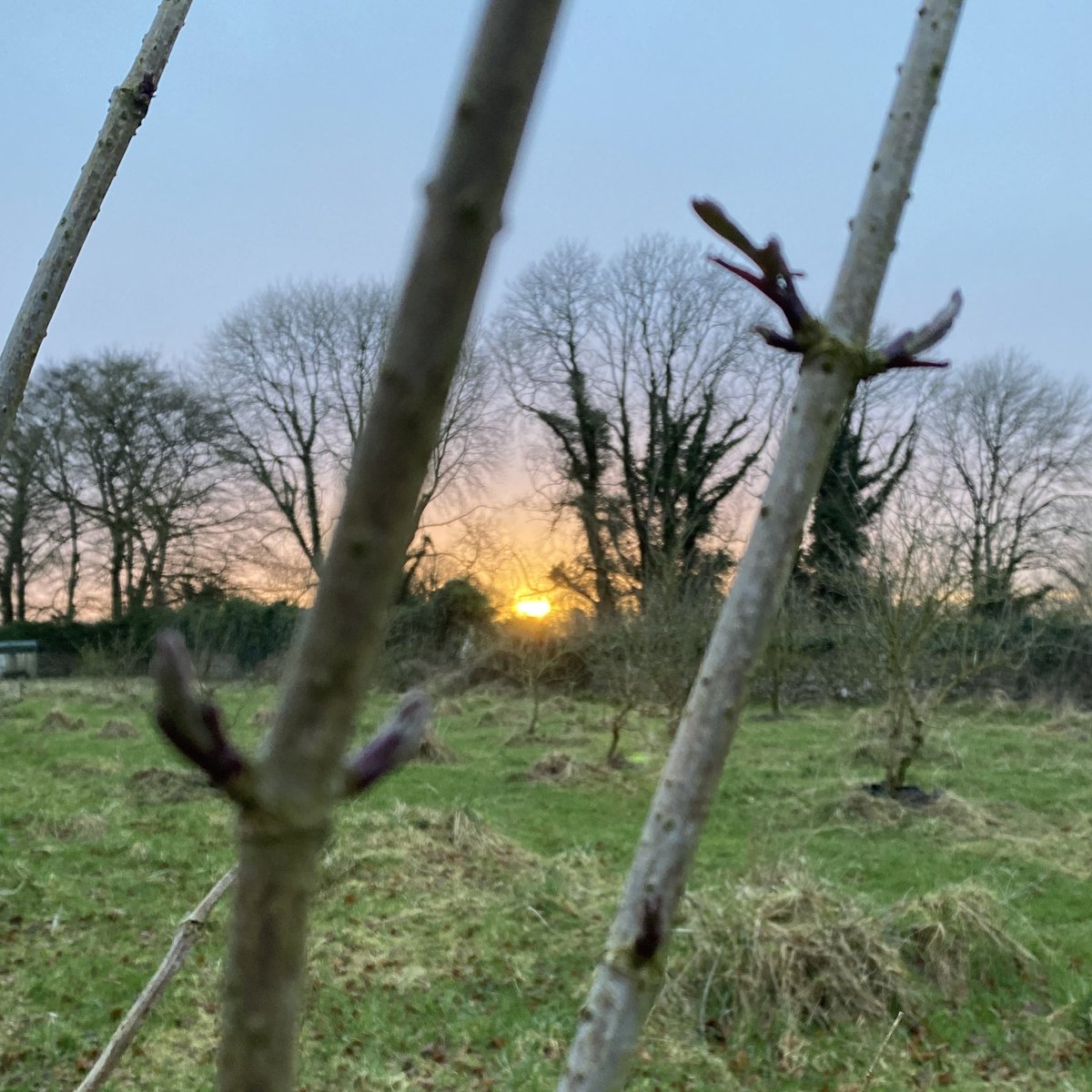 ElderflowerLfd's tweet photo. Sunset with my buds. 

#spring #sunset #buds #eldertrees #richmount #longford https://t.co/oH3cE1WloZ