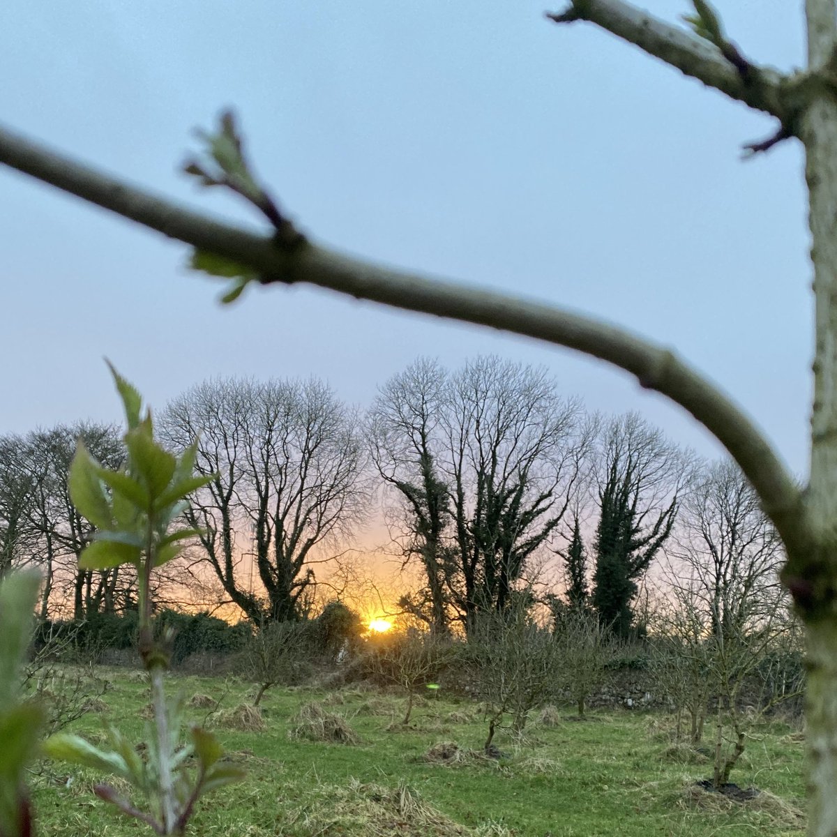 ElderflowerLfd's tweet photo. Sunset with my buds. 

#spring #sunset #buds #eldertrees #richmount #longford https://t.co/oH3cE1WloZ