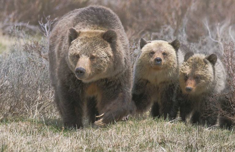 AmericanIndian8's tweet photo. Hashtag #BearsforDeb Emerges from Deb Haaland’s Interior Nomination Senate Hearing  https://t.co/Aj1HTT0qMB 
#INDIGENOUS #TAIRP 
@DebHaalandNM 
@nativenews_net https://t.co/P615B31rUd
