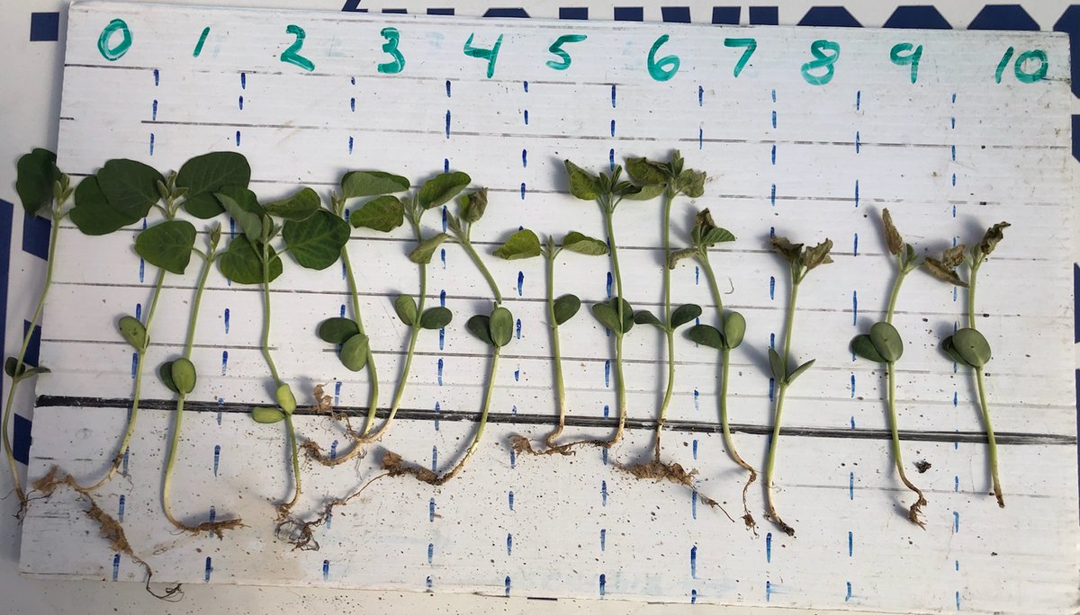 Metrabuzin sensativaty screening...before and after.