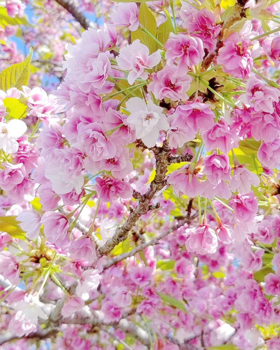 20180424TOMO's tweet photo. 🌸🌹薔薇のような桜🌹🌸 https://t.co/R0QkWMtayS