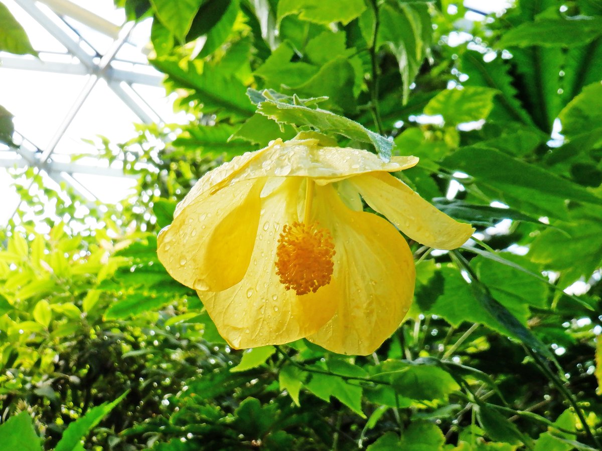 新宿御苑 自然情報 新宿御苑は臨時閉園中 アマゾンユリの純白の花 が咲き 温室に良い香りが漂っています コロンビア原産で 別名アマゾンリリー ユーチャリスとも 黄色い花のアブチロンはうつむき加減で咲く姿が愛らしいアオイ科の植物です