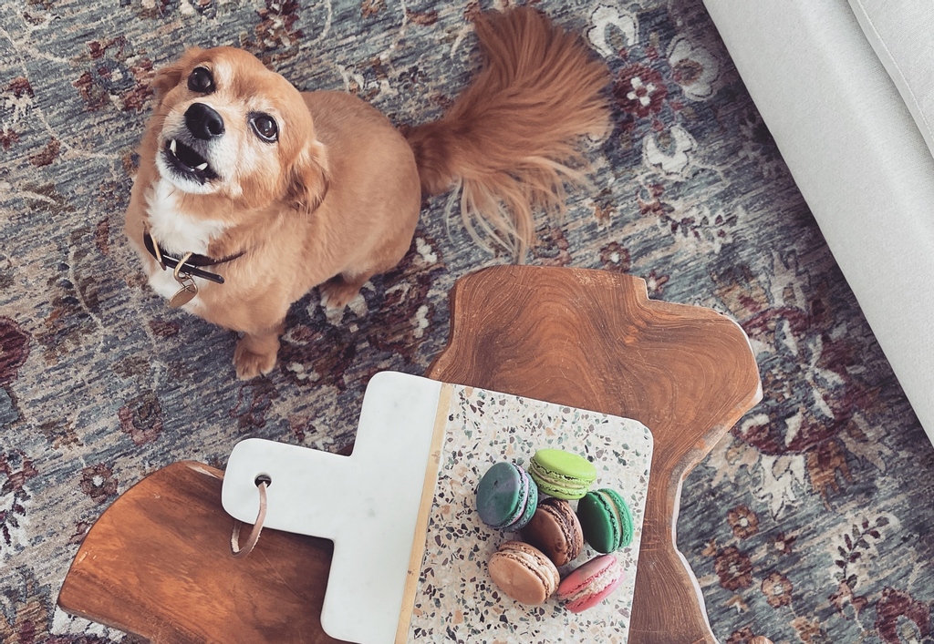 MaKaRohn_Store's tweet photo. Someone thinks theyโre getting a macaron treat ๐ Sorry buddy, these are ALL MINE. Does your pup beg for your Macarons? #makarohn #doglovers https://t.co/Wvx3YObMfv