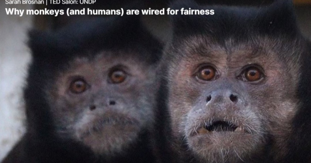 RenaudLawGroup's tweet photo. Why monkeys (and humans) are wired for fairness (Sarah Brosnan | TED Salon UNDP)

https://t.co/S5z6HPL35o https://t.co/IV3S28i7bm