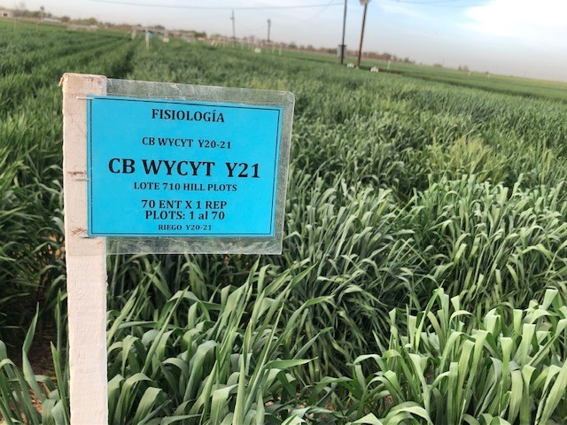Spring wheat pre-breeding crossing block <a href="/CIMMYT/">CIMMYT</a>  booting and heading, ready for crosses at Cd. Obregon, Mexico. Wheat primary synthetics coming up nicely.

<a href="/AlisonRBentley/">Alison Bentley</a>  #WheatVirtualTour <a href="/IWYP_wheat/">IWYP</a> <a href="/WheatPhysiology/">Wheat Physiology @ CIMMYT</a>
