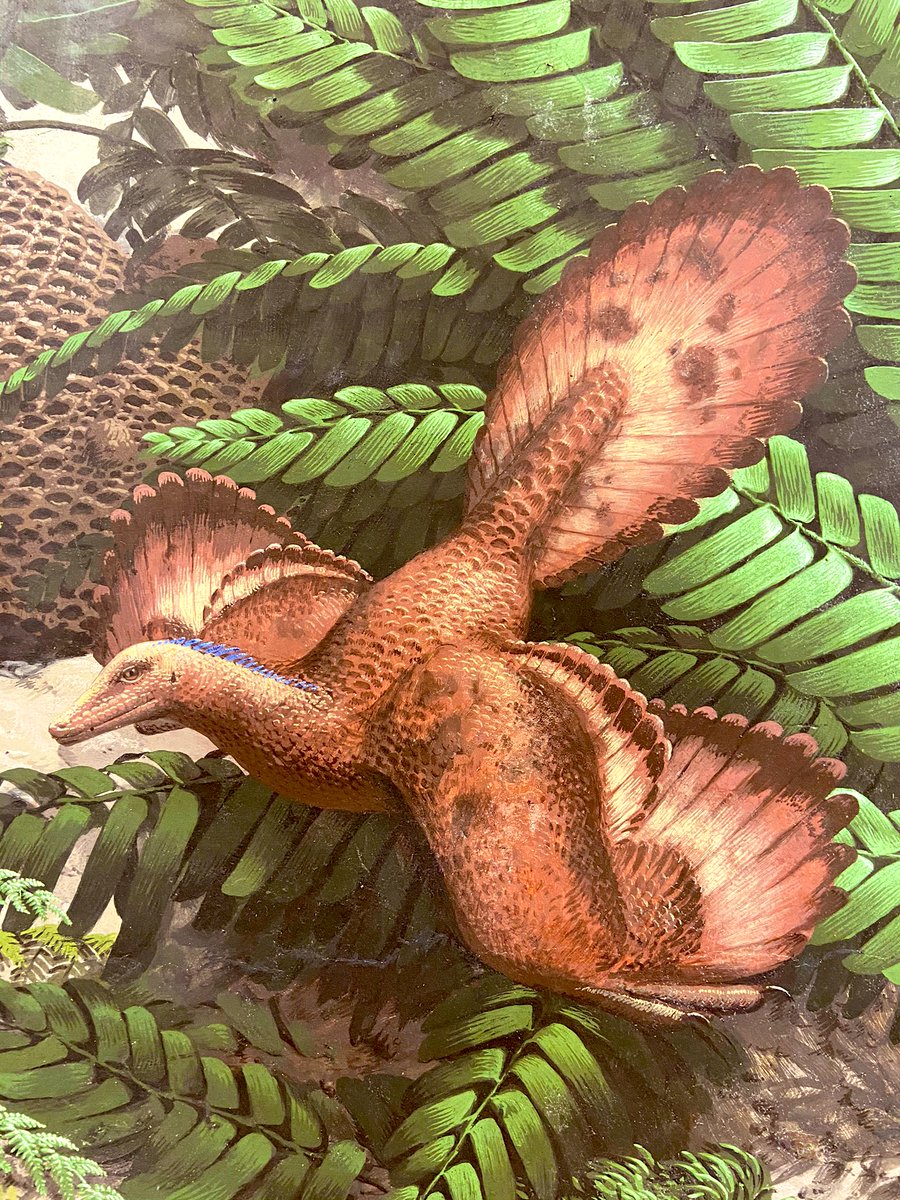 yalepeabody's tweet photo. And then there’s this Archaeopteryx...
#AgeofReptilesMural #DailyDetail https://t.co/SwVMZOsy9l