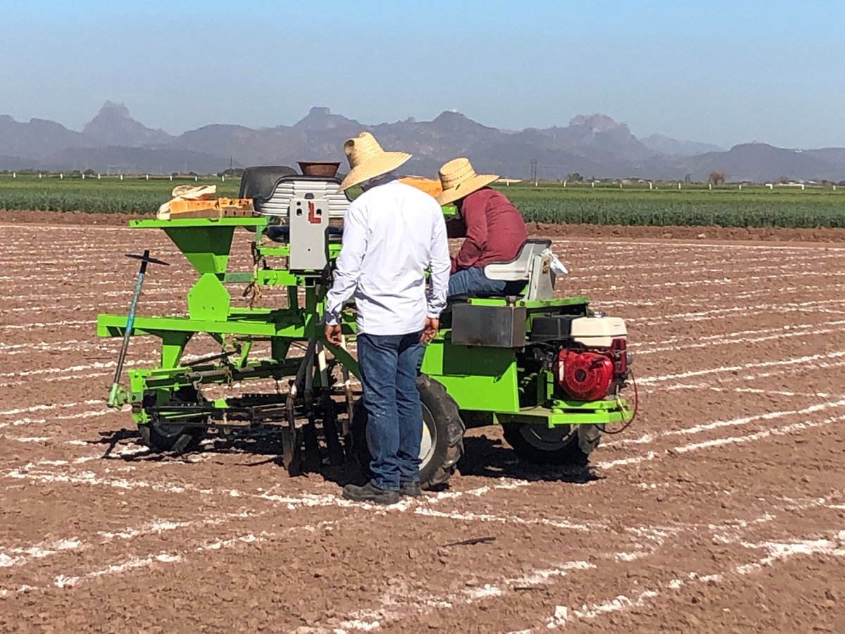 Sivapbg's tweet photo. Planting spring wheat to screen for heat stress tolerance @CIMMYT Cd. Obregon, Mexico.
@FoundationFAR #HEDWIC @AlisonRBentley @WheatPhysiology #WheatVirtualTour https://t.co/Ta5lwIKs9r